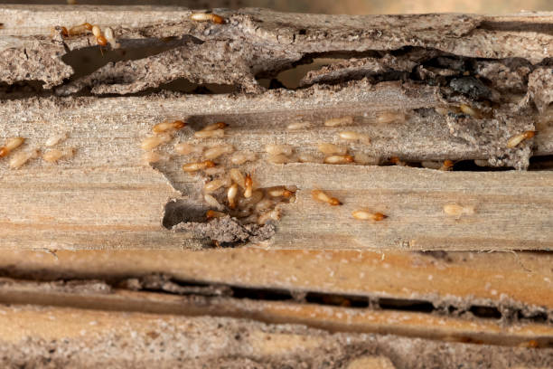 Best Best Pest Control Companies  in Sallisaw, OK
